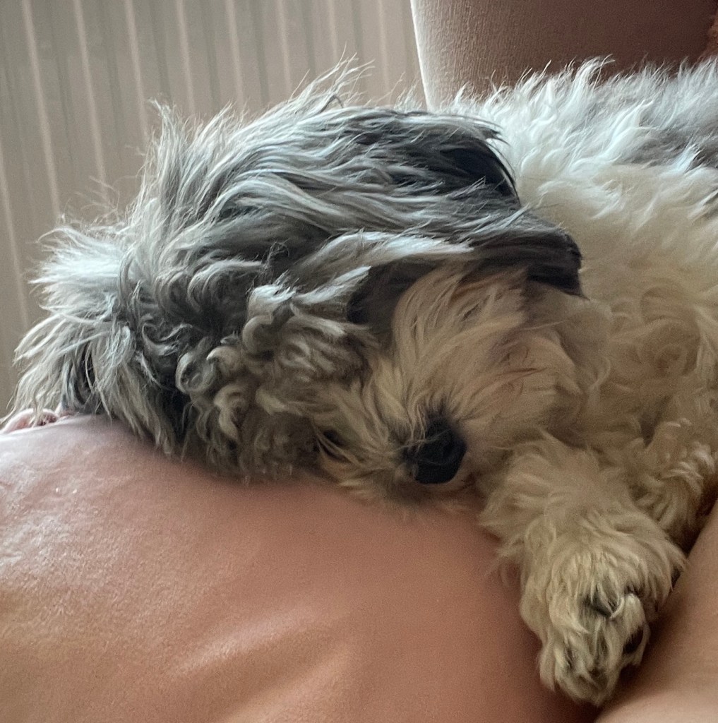 Grey and white dog laying on a pillow asleep